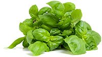 foglie di basilico