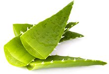 aloe
