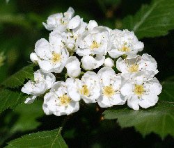 fiori di biancospino