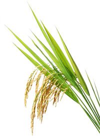 pianta del riso