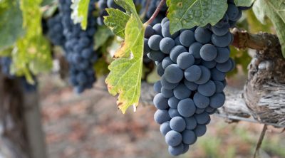 proprietà e benefici uva